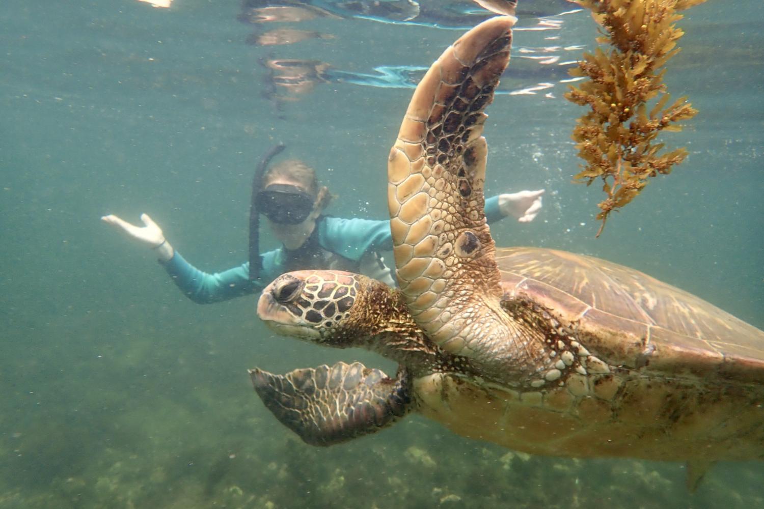 一名<a href='http://gansu.cepstart.com'>全球十大赌钱排行app</a>学生在Galápagos群岛游学途中与一只巨龟游泳.